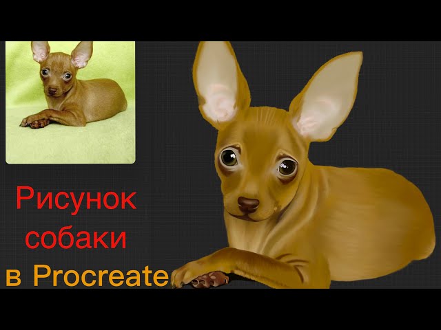 Чихуахуа рисунок для детей