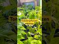 Unsere Tomaten ziehen ins Gewächshaus zum abhärten.🌱