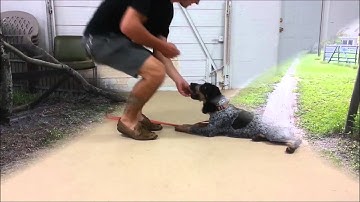 Private Training Sessions- Take the Lead K9 Training