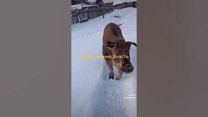 зимой скучно одному вот и придумывает развлечения# поросята их содержание#