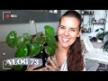 Crme solaire clean alocasia fridek variegata et premire sortie des chiots  vlog 73 