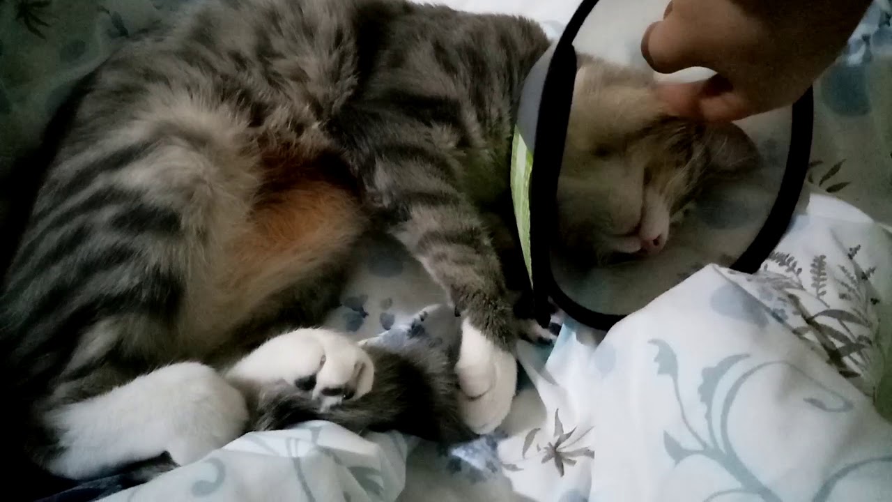 My Cat is Sleeping with Her Cone YouTube