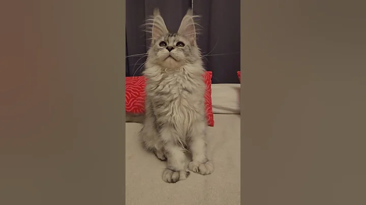 Video 11843911: cat mainecoon kitten gatos, mainecoon kitten baby, cat chaton kitten, pretty kittens, little baby kitten