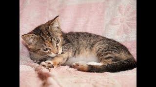 Возьмите котенка в дар в Москве Возьмите котенка в дар в Москве