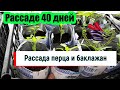 Домашняя РАССАДА перца и баклажан 🍀 Как у нас развивается рассада овощей 🍀 Обзор и Первая подкормка