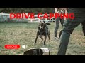 Maximizing your dogs potential drive capping techniques