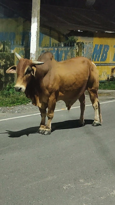 ###ox#cow