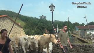 Feria ganadera de Los Llanos de Penagos 17 08 2025
