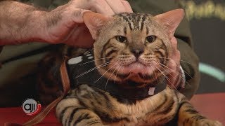 Patas y pies: El gato bengal