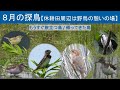 8月の探鳥【休耕田周辺は野鳥の憩いの場】去る鳥/帰ってきた鳥