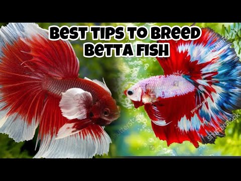 Best Tips To Breed Betta Fish
