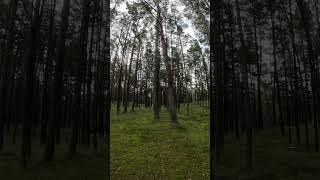The Forest Close to the Laguna. Nida, Lithuania. Kuronian Spit
https://www.youtube.com/channel/UCdNO3SSyxVGqW-xKmIVv9pQ/join
www.settime2588.com
www.facebook.com/settime2588
instagram: settime2588
www.twitter.com/settime2588 The Forest Close to the Laguna. Nida, Lithuania. Kuronian Spit