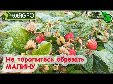 НЕ ТОРОПИТЕСЬ ОБРЕЗАТЬ МАЛИНУ! С ветками обрежете и будущий урожай! Когда правильно обрезать малину.