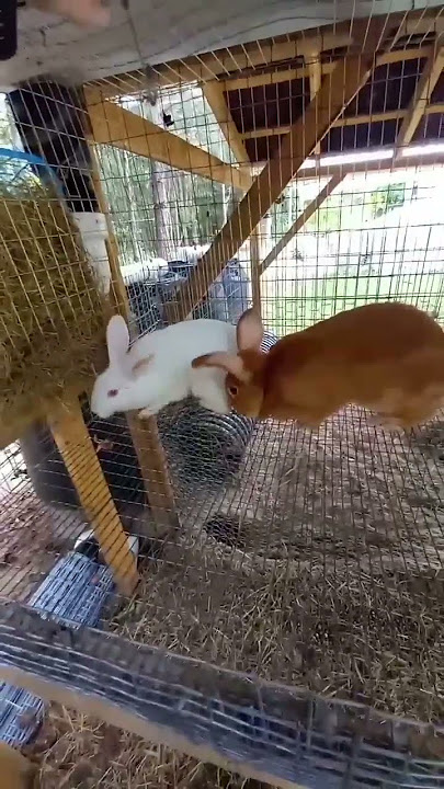 🐇RABBIT BREEDING SEASON HAS BEGUN 🐇 It is time! 😂 #rabbitry #rabbit #meatrabbits