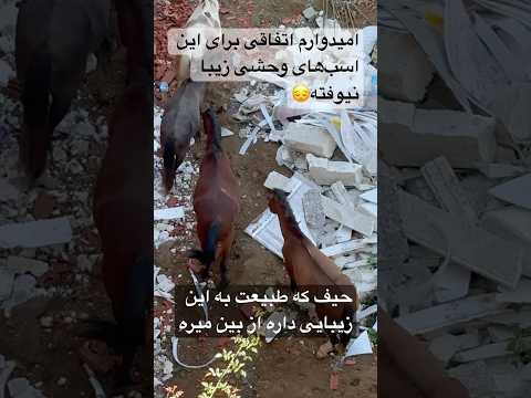 اومدم به پروژه شمال سر بزنم خیلی ناراحت شدم با دیدن این تصاویر ساختمان ساختمانسازی شمال طبیعت