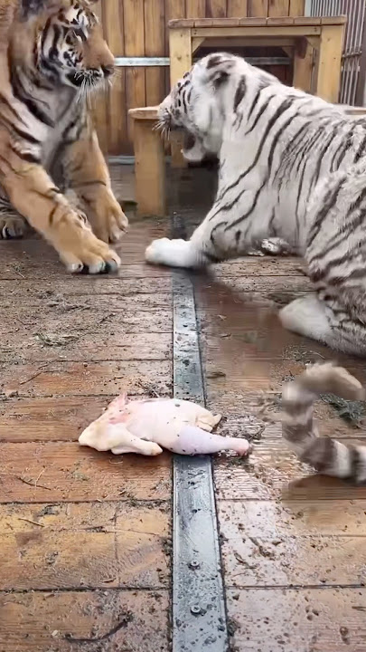 Do not touch my food 🐔😳