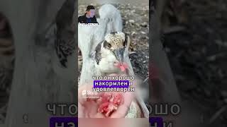 Мужчина спас чуть не утонувшую птицу #животные #shorts #факты