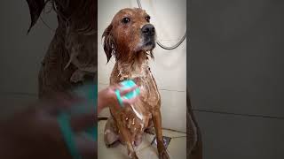 It's such a stressfree bath for a dog.#shorts #cuihuastory #cute pet #Animals