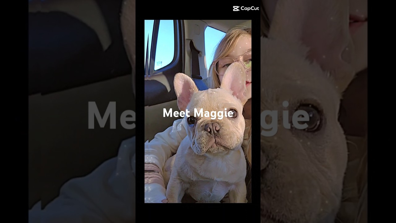 Meet Maggie the Frenchy