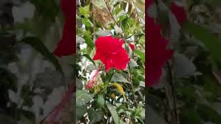 #beautiful #flowers #red #asmr #plants #shorts