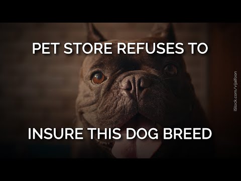 Videó: 11 Insane Dog Records, amit még nem is ismertél