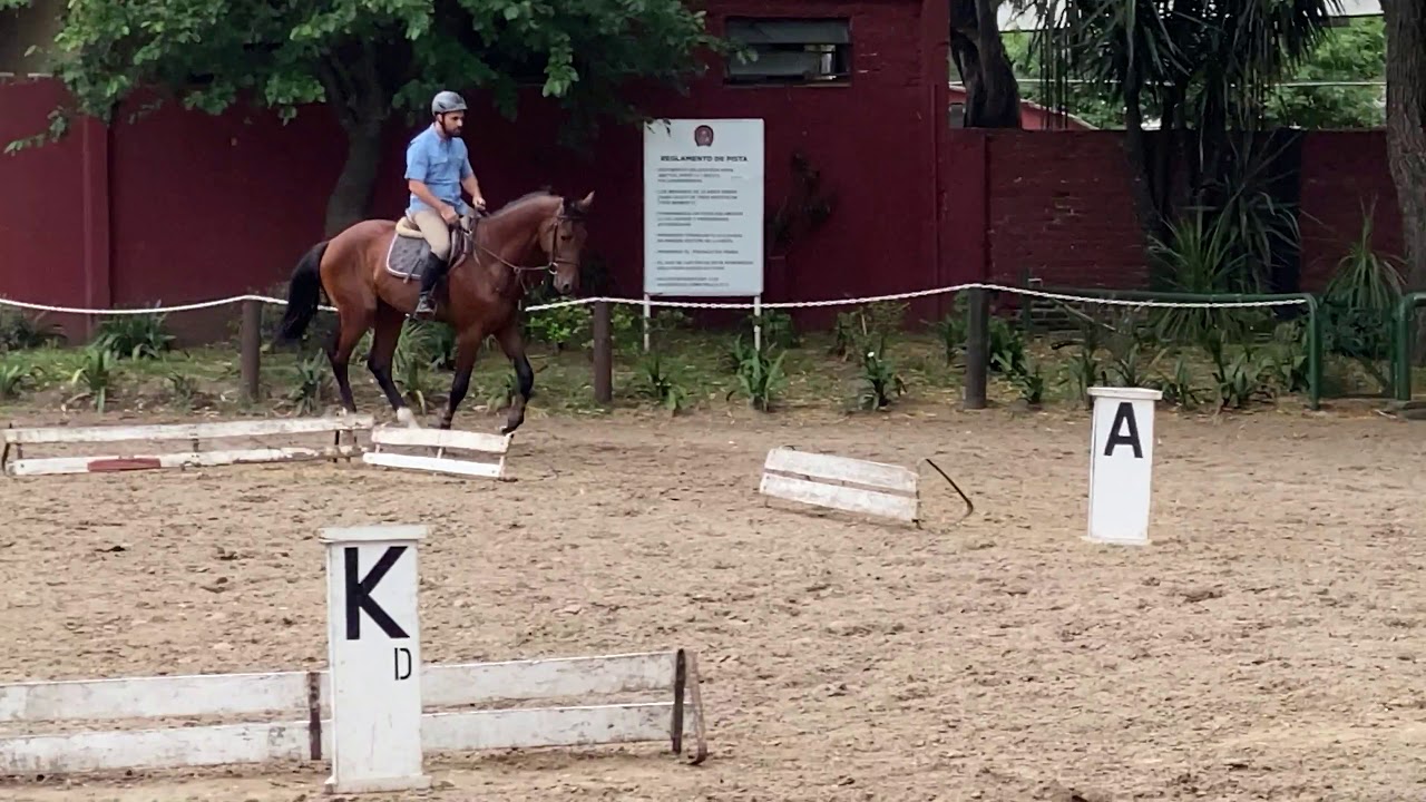 Solaguayre Cannarito 4yo (x Connor) Primeros días YouTube