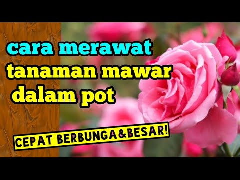 Video: Mawar dalam pot. Bagaimana cara merawat?