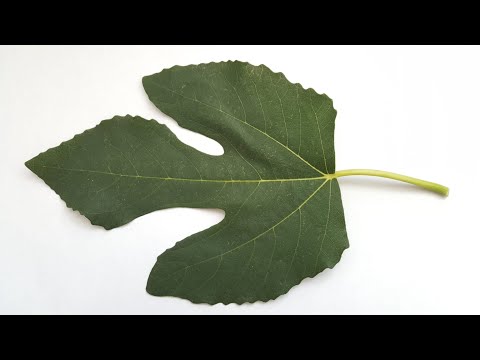Video: Cum arată o frunză de aspen?