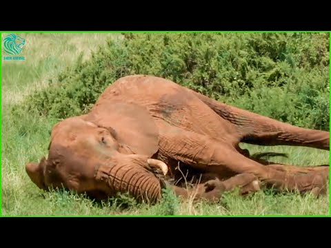 Vidéo: La chaise Elephant de Maximo Riera impressionne par sa précision