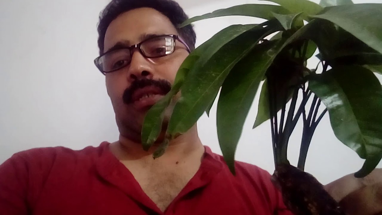 Unique Mango plant