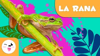 La rana  Animales para niños  Episodio 6