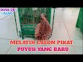 TIPS DAN CARA MELATIH CALON PIKAT PUYUH BARU AGAR TAMBAH GARANG