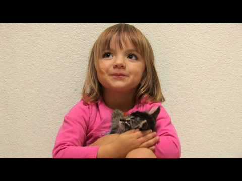 funny cats sleeping in weird positions compilation 2014 funnyplox MEAN KITTY - Cat Trapping