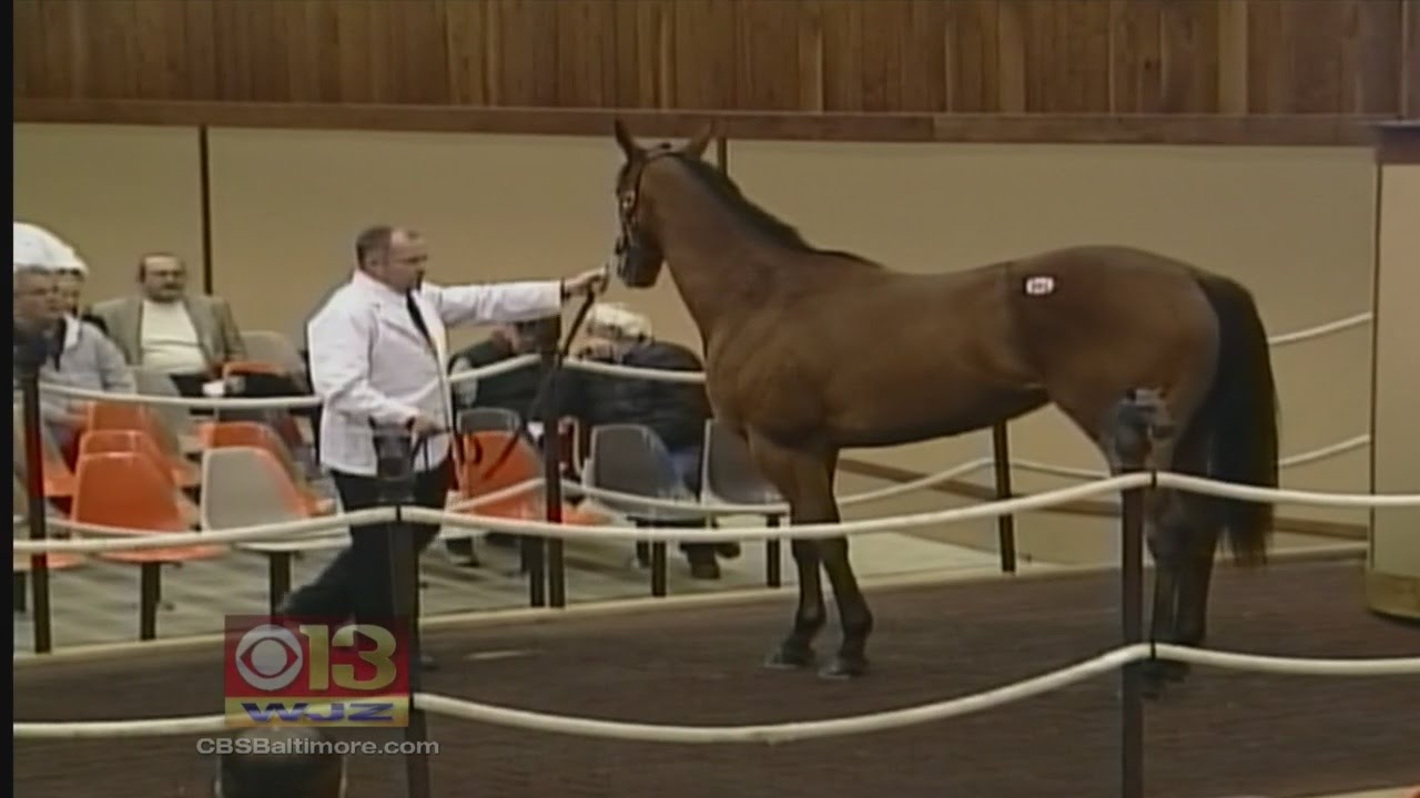 Maryland's Horse Industry Ponies Up YouTube