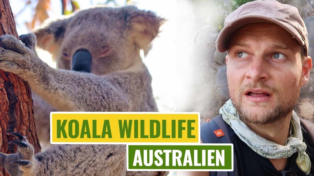 AUSTRALIEN RUNDREISE - Koalas auf Magnetic Island | Vlog