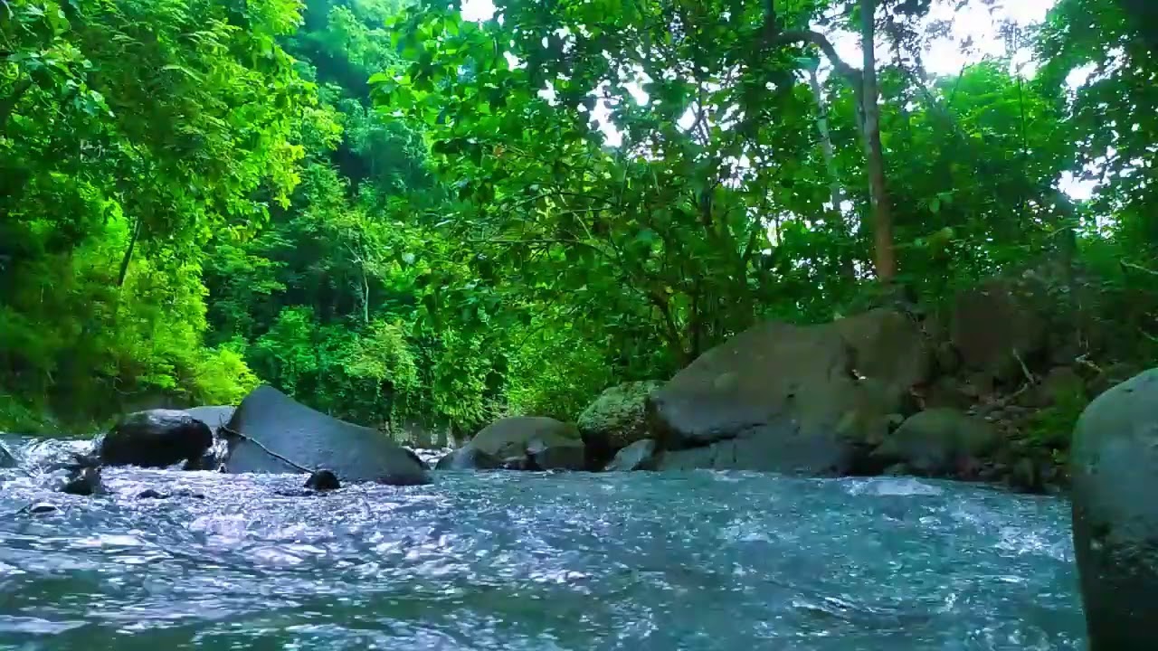 Gentle Stream in the Woods – Nature River Sounds for Relaxation