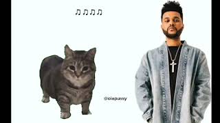 The Weeknd - Save Your tears X OIIA OIIA CAT