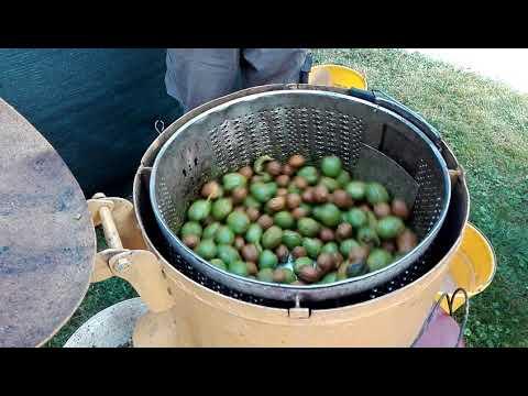 Video: Kako Oljuštiti Orahe Sa Ljuske