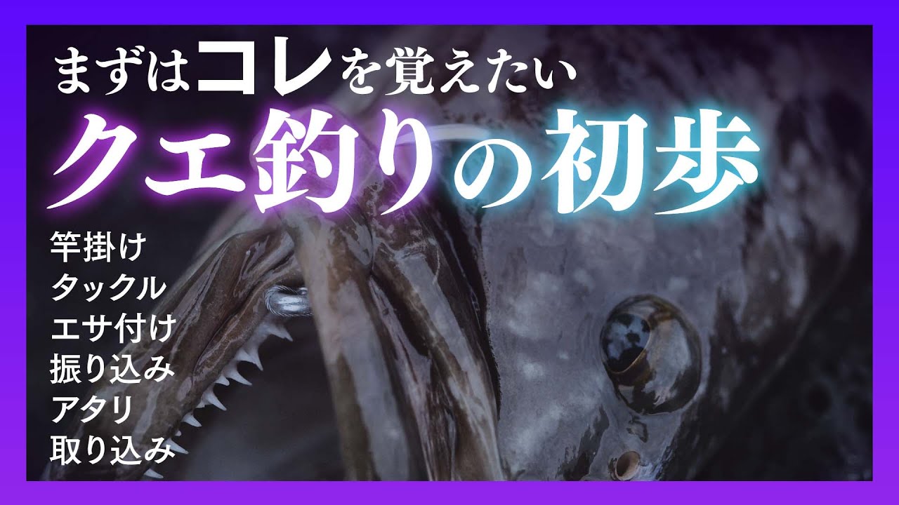 明日から始めるクエ釣り入門🔰幻の高級魚は狙って釣れる！【底物・大物】