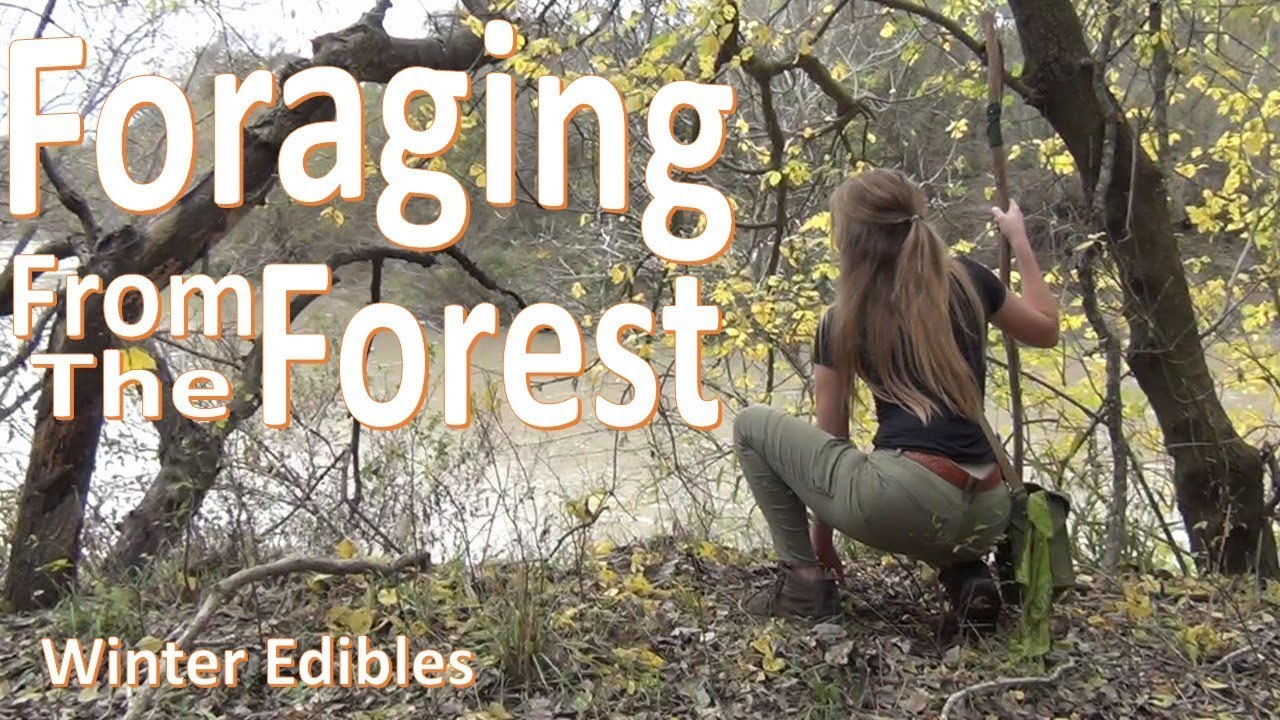 foraging fox Foraging Texas WINTER -Survival Food from the Forest-