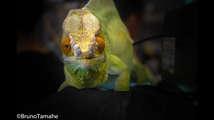 Japan REPTILES show in SHIZUOKA