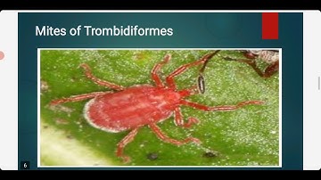 Classification of subclass Acari Superoder Acariformes   order trombidiformes   suborder prostigmata