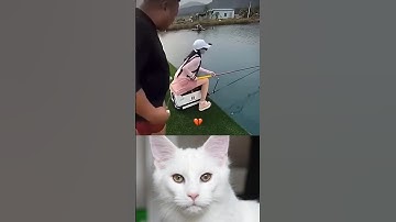 "Only 0.1% Can Spot It 👀🐱" #viralcat ✅ #catmemes #catfunny #cat #aura #usa