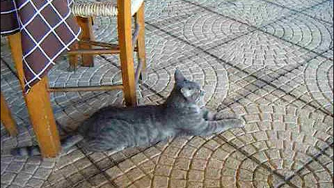 Watch the video about Cute cats by the pool in cyprus