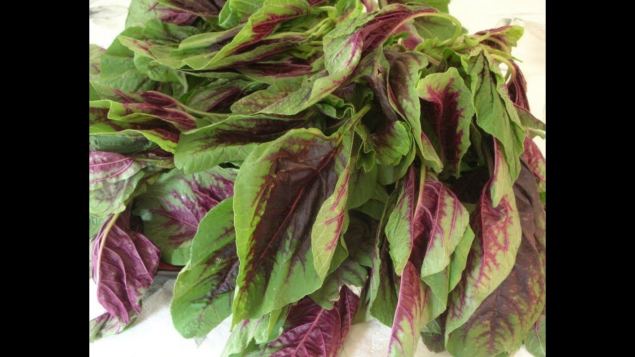 аморан. амарант стримерша. стримерша кейтлин amouranth сирагуса. кейтлин amouranth сирагуса. амарант щирица растение.