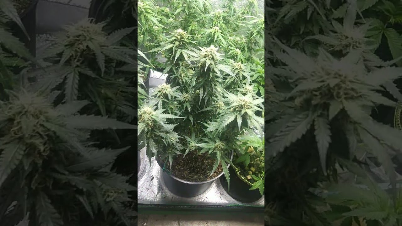 amnesia haze and amnesia gold auto flowers day 50 ➕