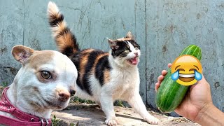 Best Funny Animals 2024Funniest Dogs and CatsPart 19