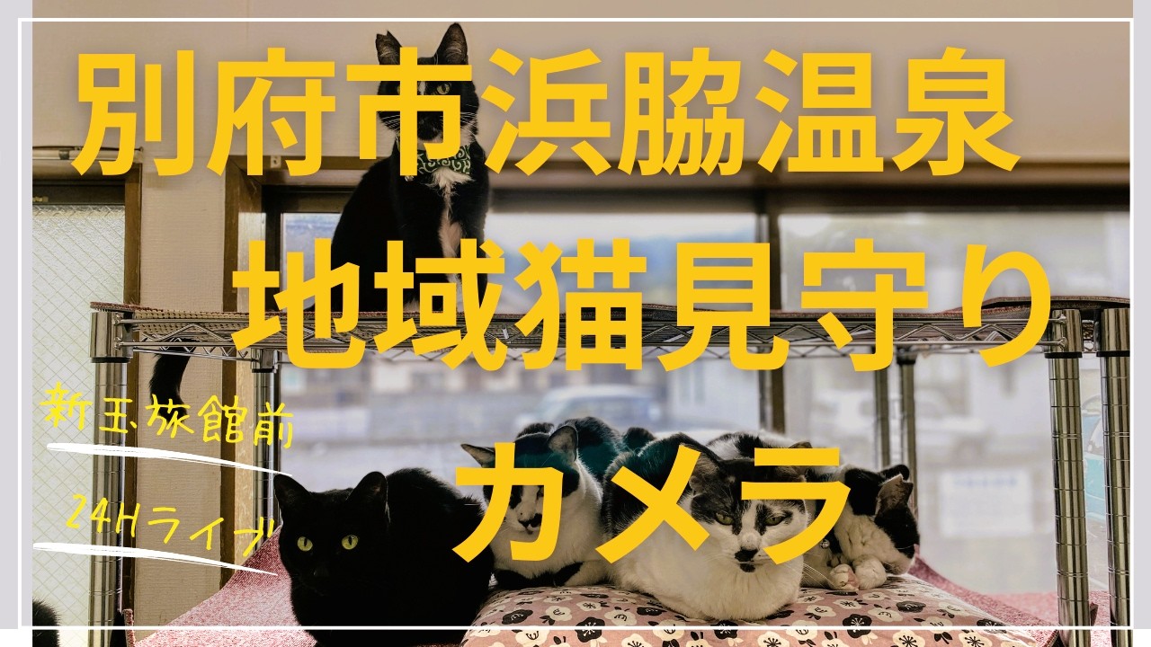 大分県別府市浜脇地域猫見守りカメラ