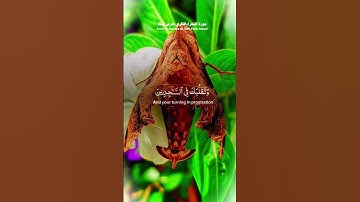 وَتَوَكَّلْ عَلَى الْعَزِيزِ الرَّحِيمِ #فارس_عباد #تلاوة_مميزة #اكسبلور #quran #explore