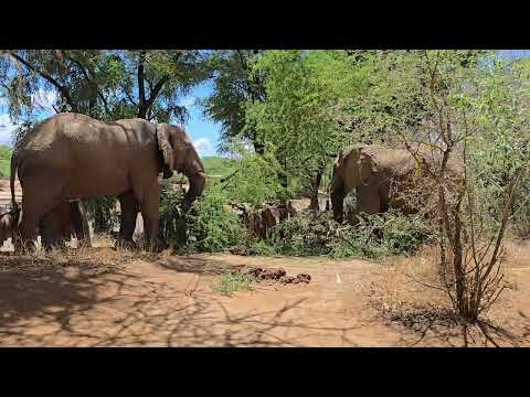 Elephants Turn a Fallen Tree Into Lunch